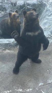 のぼりべつクマ牧場に投稿された画像（2025/9/4）