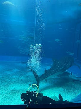 沖縄美ら海水族館に投稿された画像（2025/9/4）