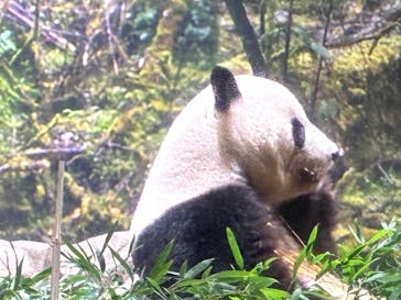 恩賜上野動物園に投稿された画像（2025/9/4）
