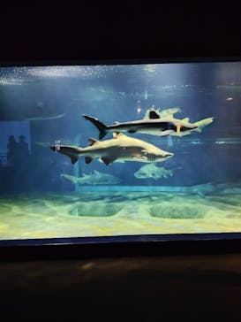 アクアワールド茨城県大洗水族館に投稿された画像（2025/9/4）