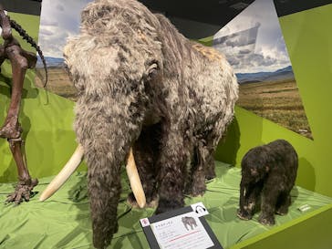 特別展「氷河期展 〜人類が見た4万年前の世界〜」（国立科学博物館）に投稿された画像（2025/9/4）