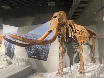 特別展「氷河期展 〜人類が見た4万年前の世界〜」（国立科学博物館）に投稿された画像（2025/9/4）