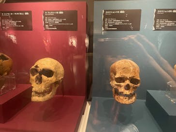 特別展「氷河期展 〜人類が見た4万年前の世界〜」（国立科学博物館）に投稿された画像（2025/9/4）