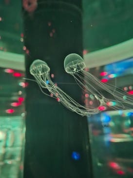 マクセル アクアパーク品川に投稿された画像（2025/9/4）