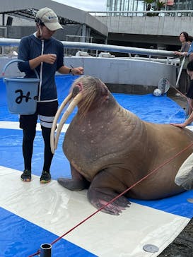 大分マリーンパレス水族館 「うみたまご」に投稿された画像（2025/9/4）