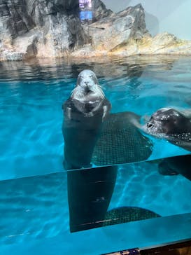 大分マリーンパレス水族館 「うみたまご」に投稿された画像（2025/9/4）