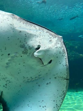 九十九島パールシーリゾートに投稿された画像（2025/9/4）