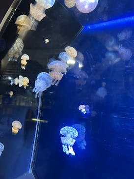 九十九島パールシーリゾートに投稿された画像（2025/9/4）