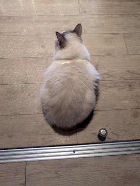 猫カフェモカ　池袋東口店に投稿された画像（2025/9/4）