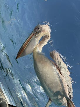 サンシャイン水族館に投稿された画像（2025/9/5）