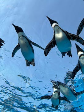 サンシャイン水族館に投稿された画像（2025/9/5）