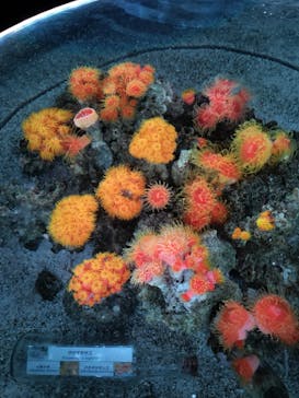 マクセル アクアパーク品川に投稿された画像（2025/9/5）