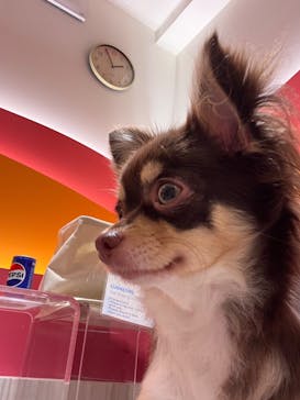 いぬカフェRio 池袋店に投稿された画像（2025/9/5）