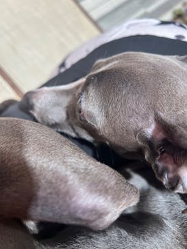 いぬカフェRio 池袋店に投稿された画像（2025/9/5）