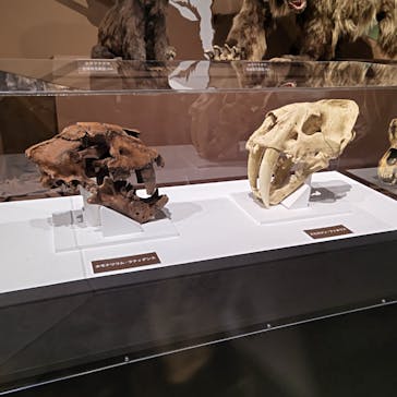 特別展「氷河期展 〜人類が見た4万年前の世界〜」（国立科学博物館）に投稿された画像（2025/9/5）
