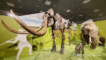 特別展「氷河期展 〜人類が見た4万年前の世界〜」（国立科学博物館）に投稿された画像（2025/9/5）