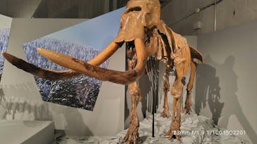 特別展「氷河期展 〜人類が見た4万年前の世界〜」（国立科学博物館）に投稿された画像（2025/9/5）