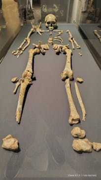 特別展「氷河期展 〜人類が見た4万年前の世界〜」（国立科学博物館）に投稿された画像（2025/9/5）