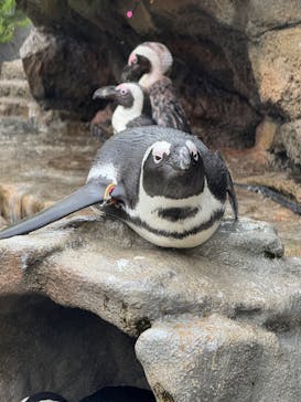 サンシャイン水族館に投稿された画像（2025/9/5）