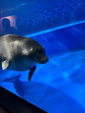 サンシャイン水族館に投稿された画像（2025/9/5）