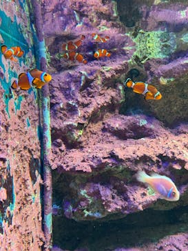 サンシャイン水族館に投稿された画像（2025/9/5）