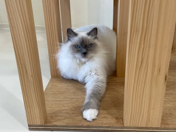 Cat Café MOFF イオンモールナゴヤドーム前店に投稿された画像（2025/9/5）