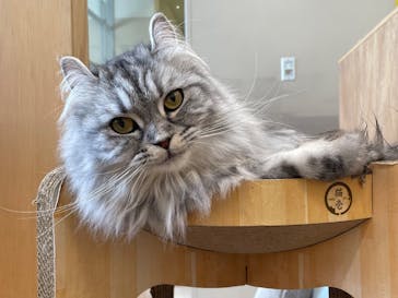 Cat Café MOFF イオンモールナゴヤドーム前店に投稿された画像（2025/9/5）