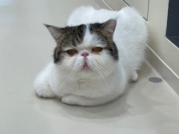 Cat Café MOFF イオンモールナゴヤドーム前店に投稿された画像（2025/9/5）