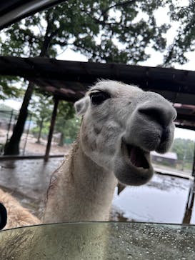 那須サファリパークに投稿された画像（2025/9/5）