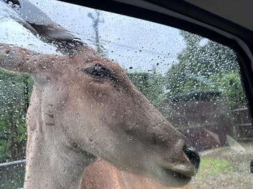 那須サファリパークに投稿された画像（2025/9/5）