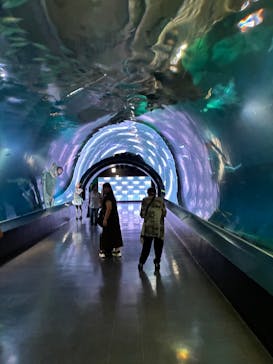 マクセル アクアパーク品川に投稿された画像（2025/9/5）