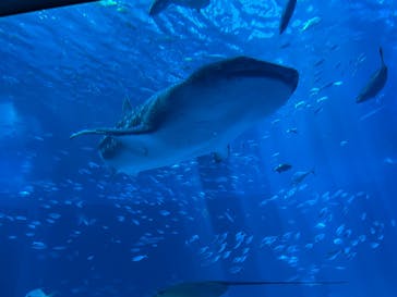 沖縄美ら海水族館（館内体験）に投稿された画像（2025/9/5）