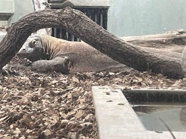 体感型動物園iZooに投稿された画像（2025/9/5）