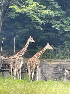 体感型動物園iZooに投稿された画像（2025/9/5）