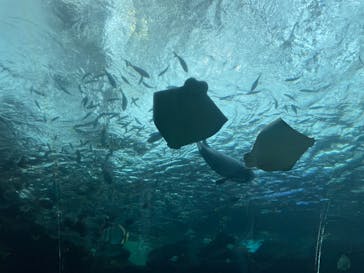 名古屋港水族館に投稿された画像（2025/9/5）