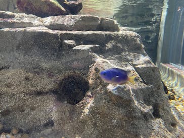 名古屋港水族館に投稿された画像（2025/9/5）