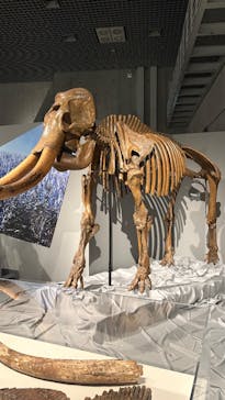 特別展「氷河期展 〜人類が見た4万年前の世界〜」（国立科学博物館）に投稿された画像（2025/9/5）