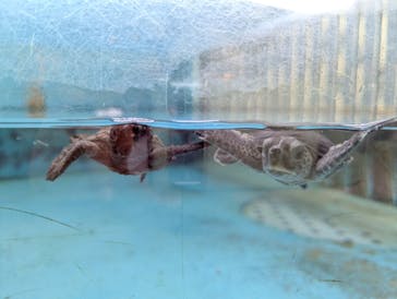 串本海中公園水族館に投稿された画像（2025/9/6）