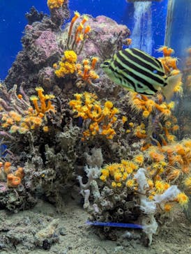 串本海中公園水族館に投稿された画像（2025/9/6）