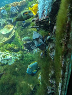 串本海中公園水族館に投稿された画像（2025/9/6）