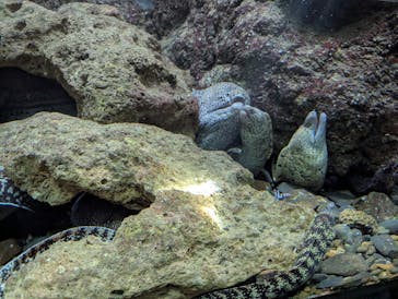 串本海中公園水族館に投稿された画像（2025/9/6）