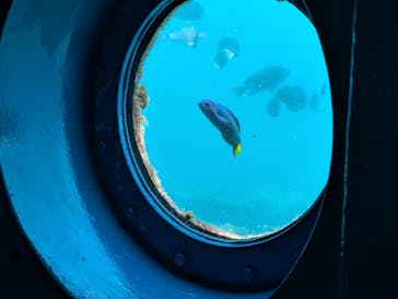 串本海中公園水族館に投稿された画像（2025/9/6）