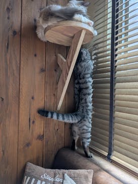 猫カフェモカ　池袋東口店に投稿された画像（2025/9/6）