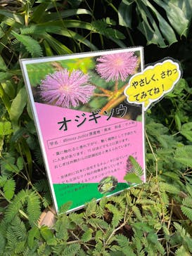 熱川バナナワニ園に投稿された画像（2025/9/6）