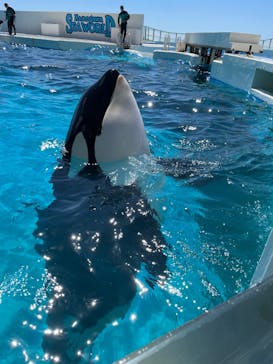 鴨川シーワールドに投稿された画像（2025/9/6）