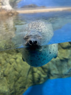 新江ノ島水族館に投稿された画像（2025/9/6）