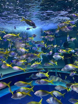 AQUARIUM × ART　atoa×神戸ポートタワーに投稿された画像（2025/9/6）