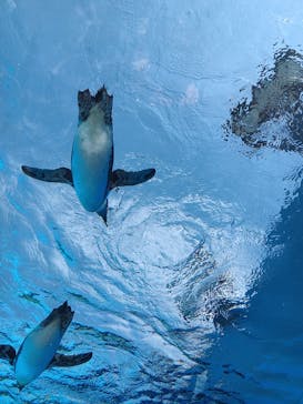 サンシャイン水族館に投稿された画像（2025/9/6）