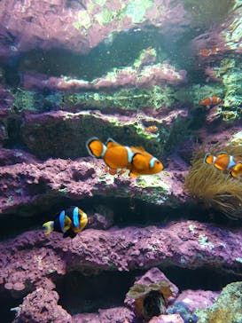 サンシャイン水族館に投稿された画像（2025/9/6）