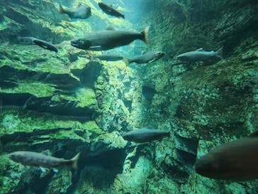 世界淡水魚園水族館　アクア・トトぎふに投稿された画像（2025/9/6）